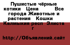 Пушистые чёрные котики › Цена ­ 100 - Все города Животные и растения » Кошки   . Калмыкия респ.,Элиста г.